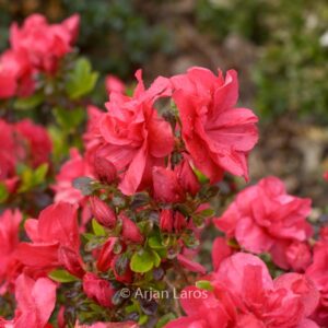 Rhododendron 'Haku Red' (Azalea)