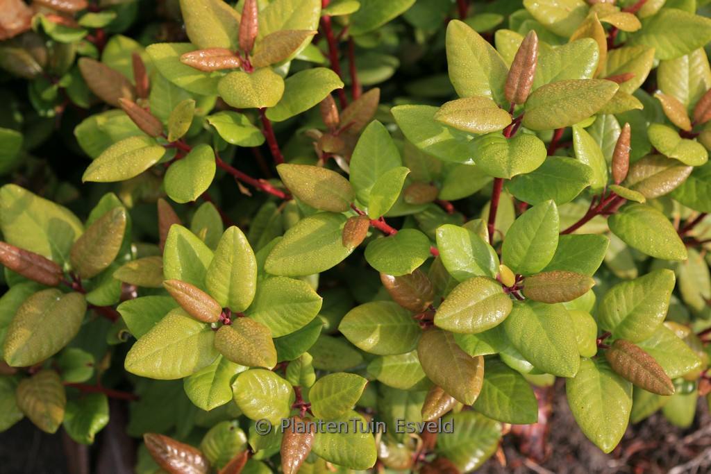 Rhododendron 'Hallelujah'