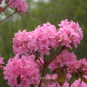 Rhododendron 'Hardijzer Beauty'