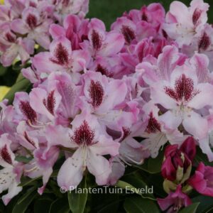 Rhododendron 'Helen Martin'