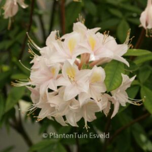 Rhododendron 'Heureuse Surprise' (Azalea)
