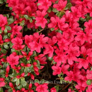 Rhododendron 'Hino Crimson' (Azalea)