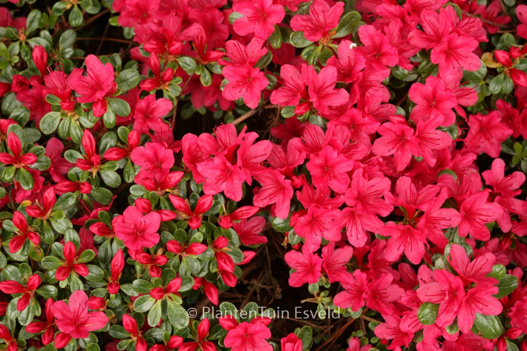 Rhododendron 'Hino Crimson' (Azalea)