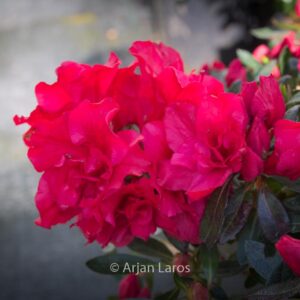 Rhododendron 'Hortinno01' (EVERGREEN RED)