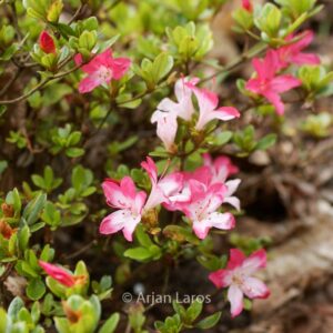 Rhododendron 'Izumi no mai' (Azalea)