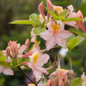 Rhododendron 'Jenny Lind' (Azalea)