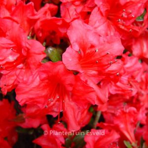 Rhododendron 'Johanna' (Azalea)