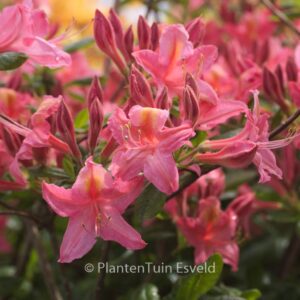 Rhododendron 'Jolie Madame' (Azalea)