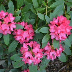Rhododendron 'Kalinka'