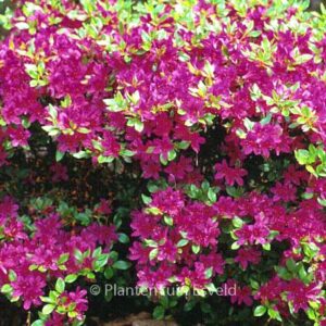Rhododendron 'Kanpai' (Azalea)