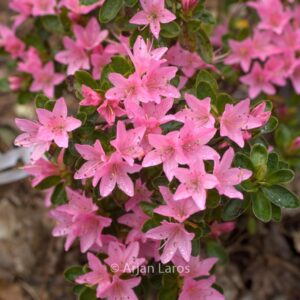 Rhododendron 'Katsura-no-hana' (Azalea)