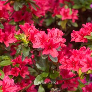 Rhododendron 'Kazuko' (GEISHA RED) (Azalea)