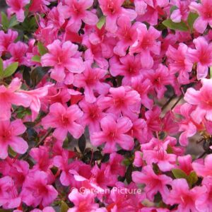 Rhododendron 'Kermesina' (Azalea)