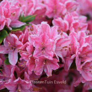 Rhododendron 'Kermesina Rose' (Azalea)
