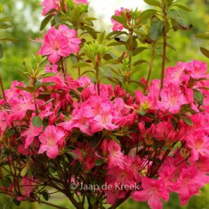 Rhododendron 'Kirstin' (Azalea)