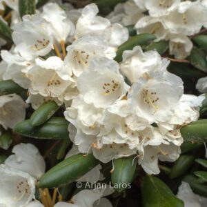Rhododendron 'Koichiro Wada'