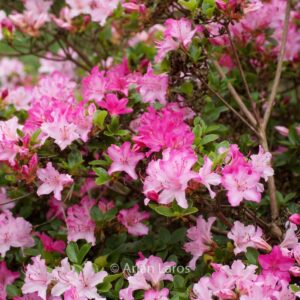 Rhododendron 'Kome kulshan' (Azalea)