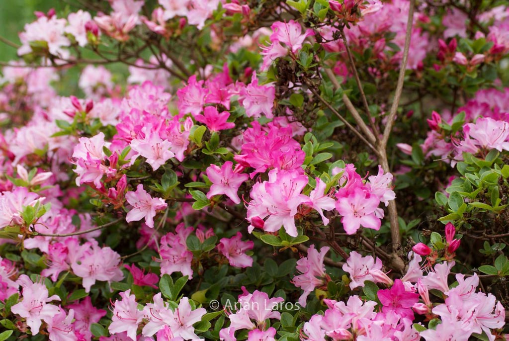 Rhododendron 'Kome kulshan' (Azalea)