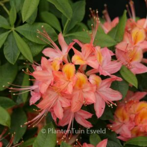 Rhododendron 'Koningin Emma' (Azalea)