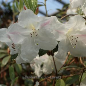 Rhododendron 'Lady Alice Fitzwilliam'