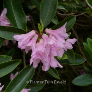 Rhododendron 'Laetevirens'