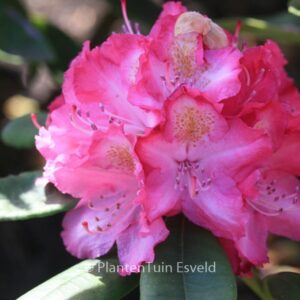 Rhododendron 'Lausitz'