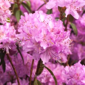 Rhododendron 'Lavendula'