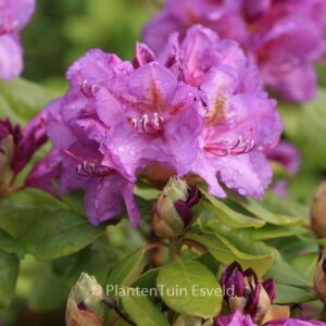 Rhododendron 'Lee's Dark Purple'