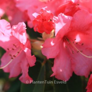 Rhododendron 'Linda'