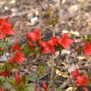 Rhododendron 'Lola' (Azalea)
