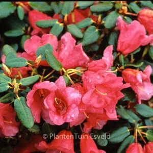 Rhododendron 'Lovely William'