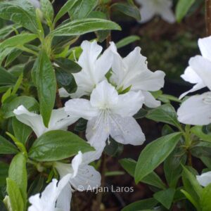 Rhododendron 'Luzi' (Azalea)