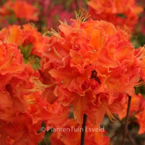 Rhododendron 'Mandarin Lights' (Azalea)