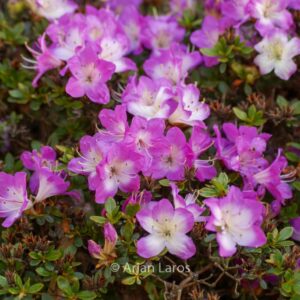 Rhododendron 'Mangetsu' (Azalea)