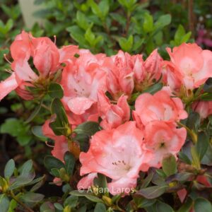 Rhododendron 'Margaret Douglas' (Azalea)