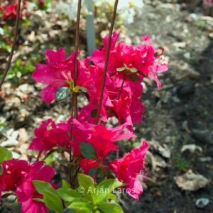 Rhododendron 'Marie' (Azalea)