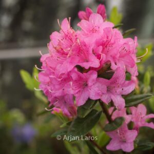 Rhododendron 'Martine'