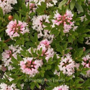Rhododendron 'Microhirs3' (Nugget by Bloombux