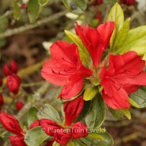 Rhododendron 'Mijnheer Oscar Wuyts' (Azalea)