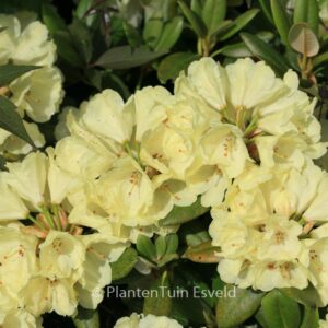 Rhododendron 'Millennium Gold'