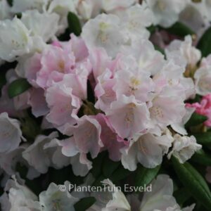 Rhododendron 'Mist Maiden'