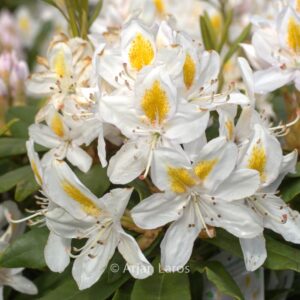 Rhododendron 'Mme Masson'