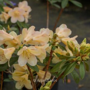 Rhododendron 'Mondschein'