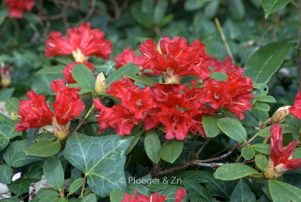 Rhododendron 'Monica'