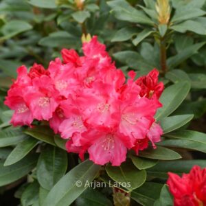 Rhododendron 'Morgenrot'