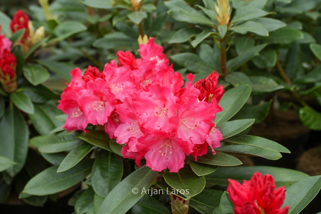 Rhododendron 'Morgenrot'
