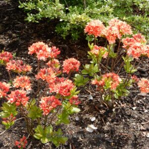 Rhododendron 'My Reini' (Azalea)