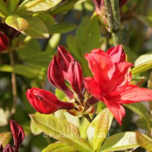Rhododendron 'Nabucco' (Azalea)