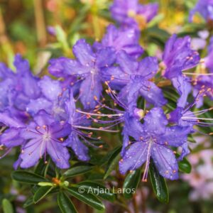 Rhododendron 'Night Sky'