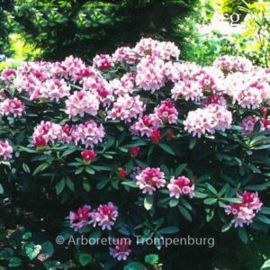 Rhododendron 'Nofretete'